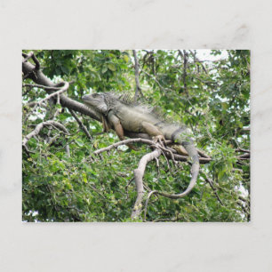 Carte Postale Iguana en Monagas