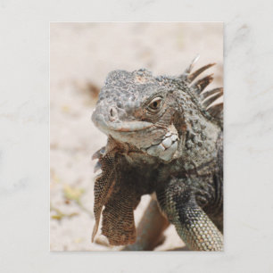 Carte Postale Iguana gris