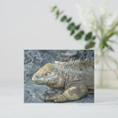 Carte Postale Iguana, îles Galapagos (Debout devant)