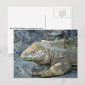 Carte Postale Iguana, îles Galapagos (Devant / Derrière)