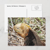 Carte Postale Iguana, Isla Seymour, Galapagos L'Est. (Devant / Derrière)