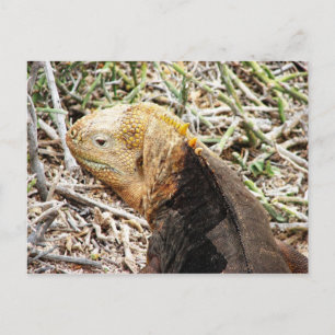 Carte Postale Iguana, Isla Seymour, Galapagos L'Est.