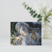 Carte Postale Iguana, Islas Plazas, Galapagos (Debout devant)
