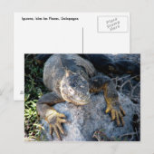 Carte Postale Iguana, Islas Plazas, Galapagos (Devant / Derrière)