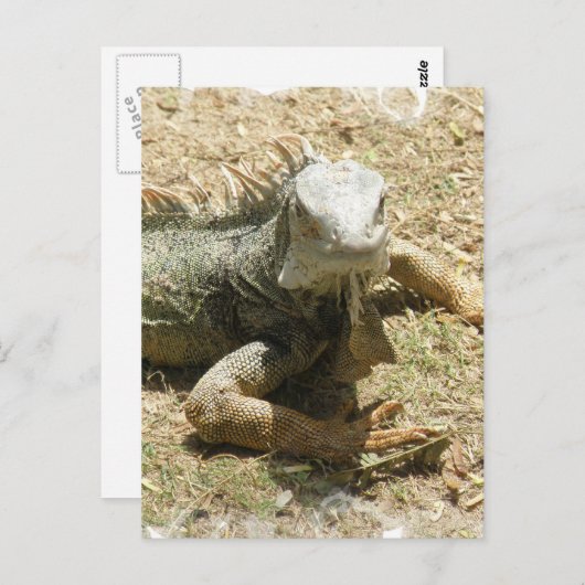 Carte postale Iguana Lizard (Devant / Derrière)
