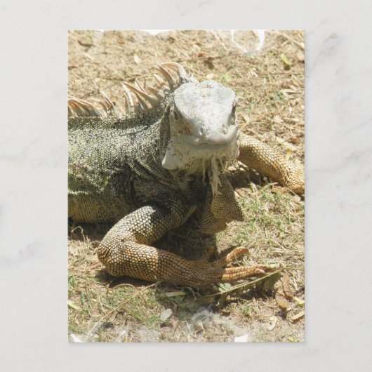 Carte postale Iguana Lizard (Devant)