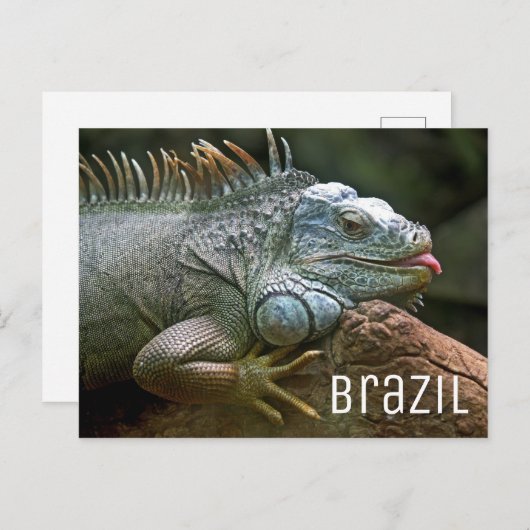Carte Postale Iguana Lizard Brésil (Devant / Derrière)