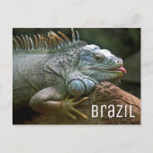 Carte Postale Iguana Lizard Brésil (Devant)