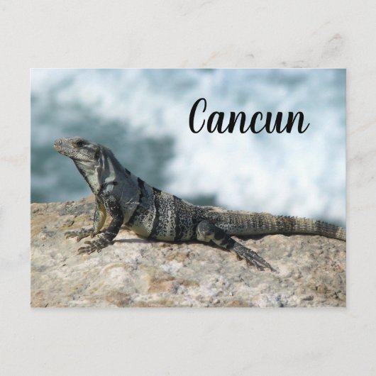 Carte Postale Iguana Lizard Reptile Cancun Mexique (Devant)
