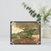Carte postale Iguana Photos (Debout devant)