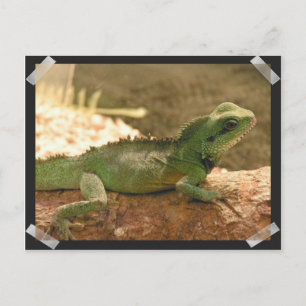 Carte postale Iguana Photos