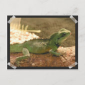 Carte postale Iguana Photos (Devant)