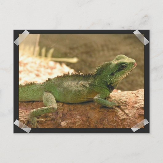Carte postale Iguana Photos (Devant)