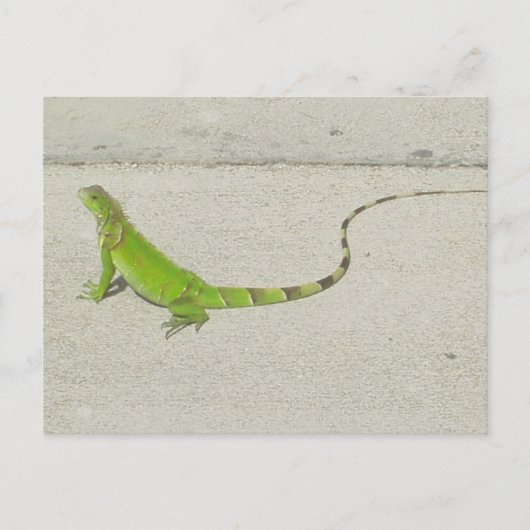 Carte Postale Iguana sauvage (Devant)
