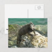 Carte Postale Iguana sur les rochers à St. Thomas (Devant / Derrière)