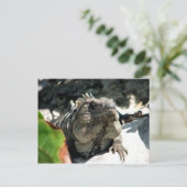 Carte Postale Iguana, Tulum, Mexique (Debout devant)