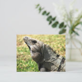 Carte Postale Iguana, Tulum, Mexique (Debout devant)