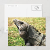 Carte Postale Iguana, Tulum, Mexique (Devant / Derrière)