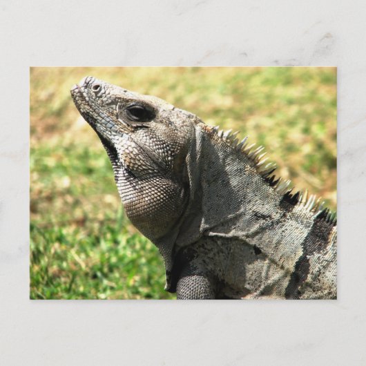 Carte Postale Iguana, Tulum, Mexique (Devant)