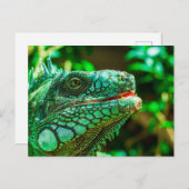 Carte Postale Iguana verte (Devant / Derrière)