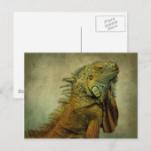 Carte Postale Iguana verte (Devant / Derrière)