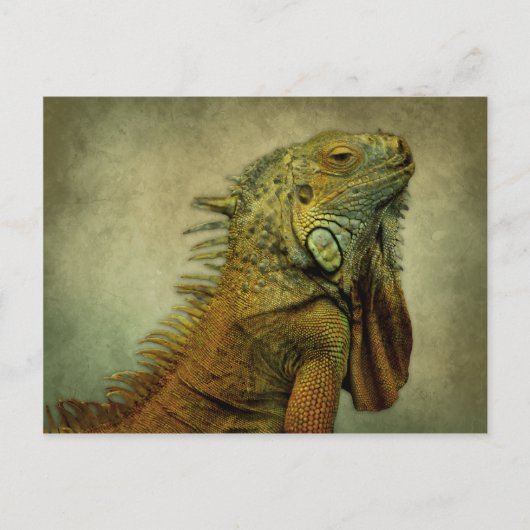 Carte Postale Iguana verte (Devant)