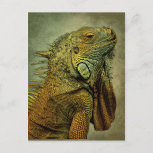 Carte Postale Iguana verte