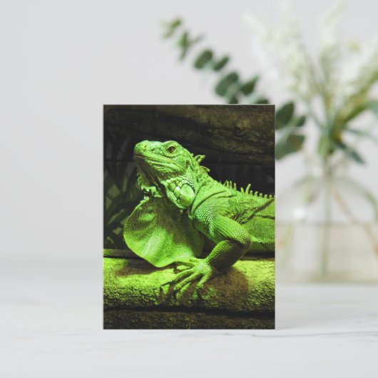 Carte Postale Iguana verte (Debout devant)