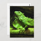 Carte Postale Iguana verte (Devant / Derrière)