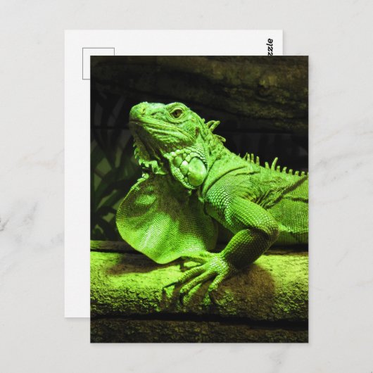 Carte Postale Iguana verte (Devant / Derrière)