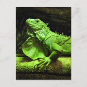 Carte Postale Iguana verte (Devant)