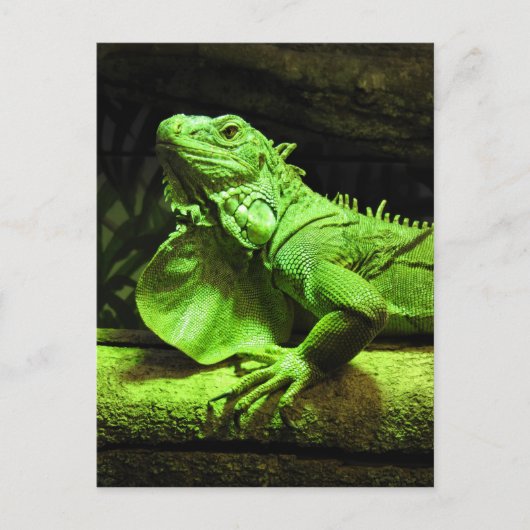 Carte Postale Iguana verte (Devant)