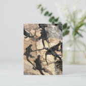 Carte Postale Iguanas, Islas Plazas, Galapagos (Debout devant)