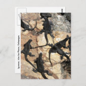 Carte Postale Iguanas, Islas Plazas, Galapagos (Devant / Derrière)