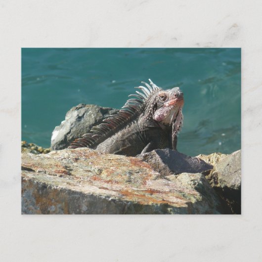 Carte Postale Iguane à St-Thomas (Devant)