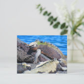 Carte Postale iguane marin des Galapagos (Debout devant)