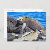 Carte Postale iguane marin des Galapagos (Devant / Derrière)