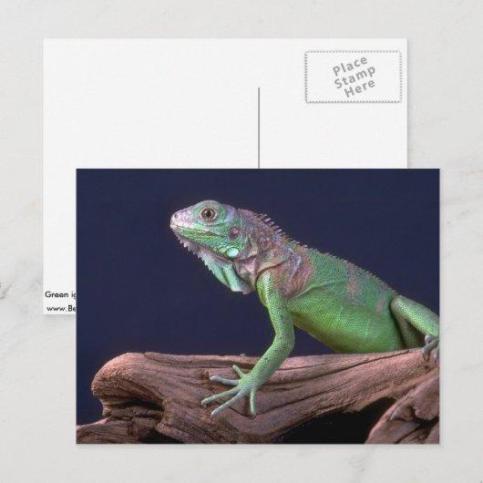 Carte Postale iguane vert (Devant / Derrière)