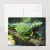 Carte Postale Iguane vert (Devant / Derrière)