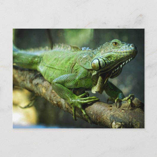 Carte Postale Iguane vert (Devant)
