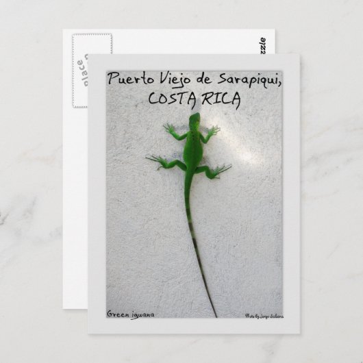 Carte Postale iguane vert (Devant / Derrière)