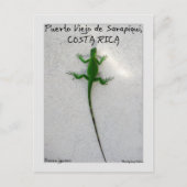 Carte Postale iguane vert (Devant)