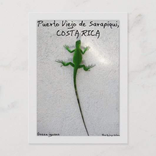 Carte Postale iguane vert (Devant)