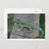 Carte Postale iguane vert (Devant / Derrière)