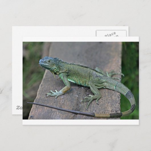 Carte Postale iguane vert (Devant / Derrière)