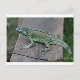 Carte Postale iguane vert