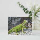 Carte Postale iguane vert dans Key West Florida (Debout devant)