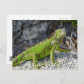 Carte Postale iguane vert dans Key West Florida (Devant / Derrière)