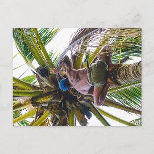 Carte Postale Il est temps de nettoyer les noix de coco