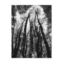 Il était une fois dans les bois